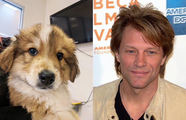 Cribbage the puppy next to Jon Bon Jovi as look-alikes
