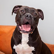 Adopt Cali the dog available for adoption from Los Angeles