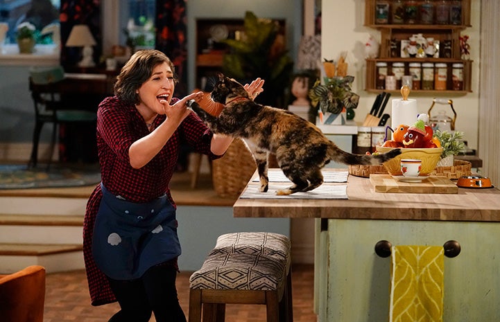 Mayim-Bialik doing a high-five with a calico cat who is standing on a counter on the show 'Call Me Kat'