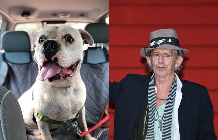 Calvin the dog next to Keith Richards as look-alikes
