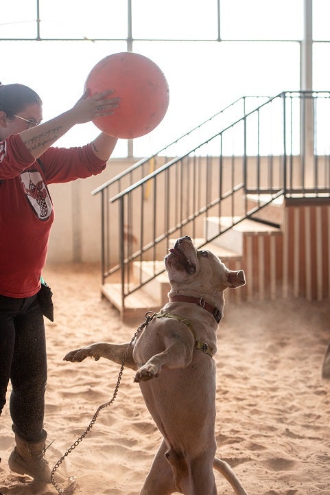 Dog plays with ball at Best Friends Animal Sanctuary