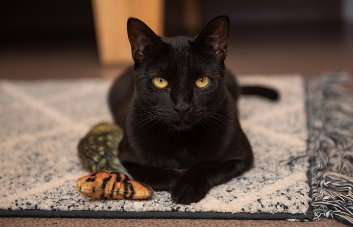 Andorra the black cat lying down on a small piece of carpet with a stuffed fish toy next to her