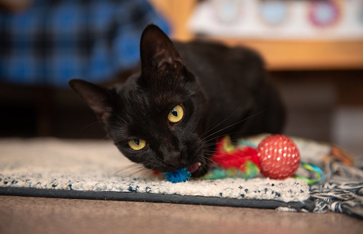 Andorra the black cat biting a toy