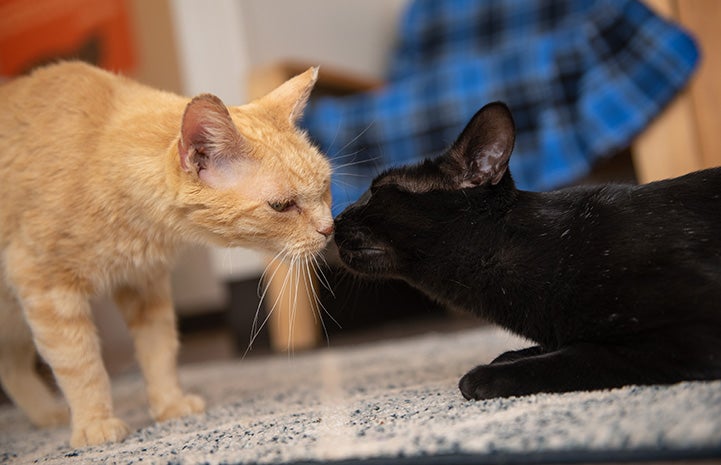 Andorra and Delano the cats sniffing nose-to-nose