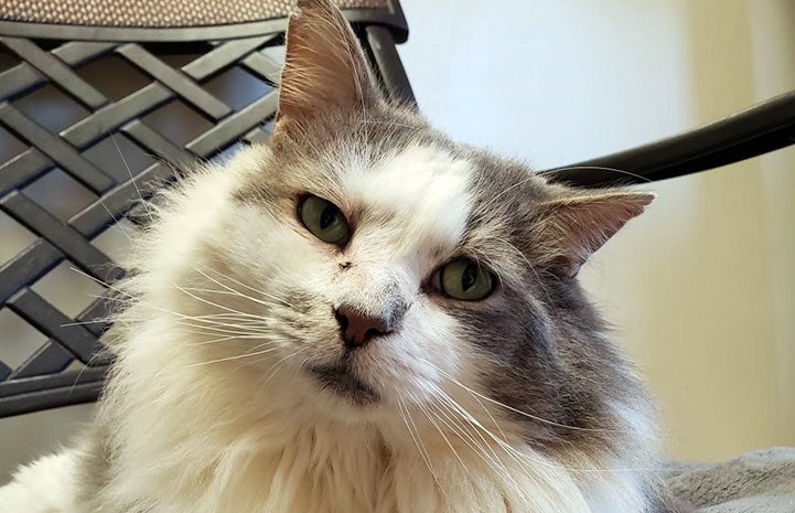 Lenny the gray and white cat looking at the camera