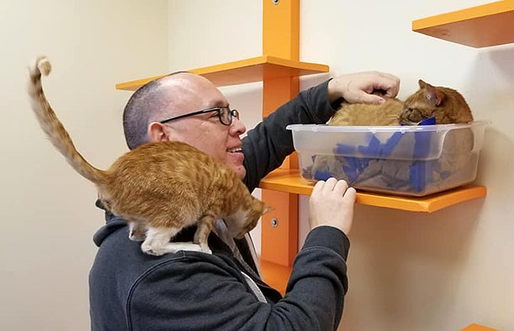David Tow reaching up to pet Hobbes the orange tabby cat while another cat is on his shoulder