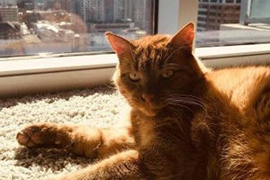 Hobbes the orange tabby cat sitting next to a window in a sunbeam