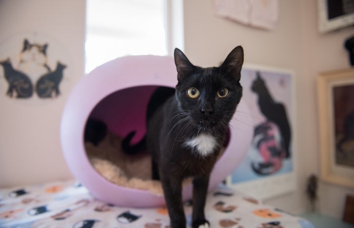 Cisco the cat coming out of an egg-shaped cat bed