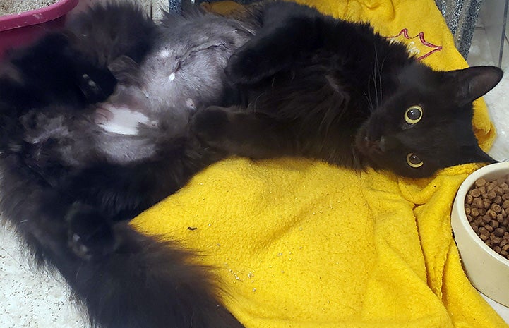 Miss Corona the cat lying on a yellow blanket in a kennel