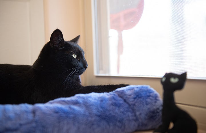 Peridot the black cat lying in a bed and looking out a window, with a stuffed black cat by the bed