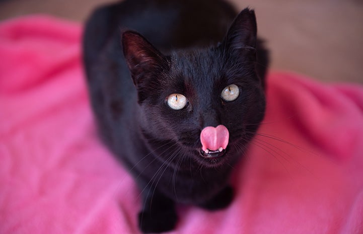 Peridot the cat licking her lips