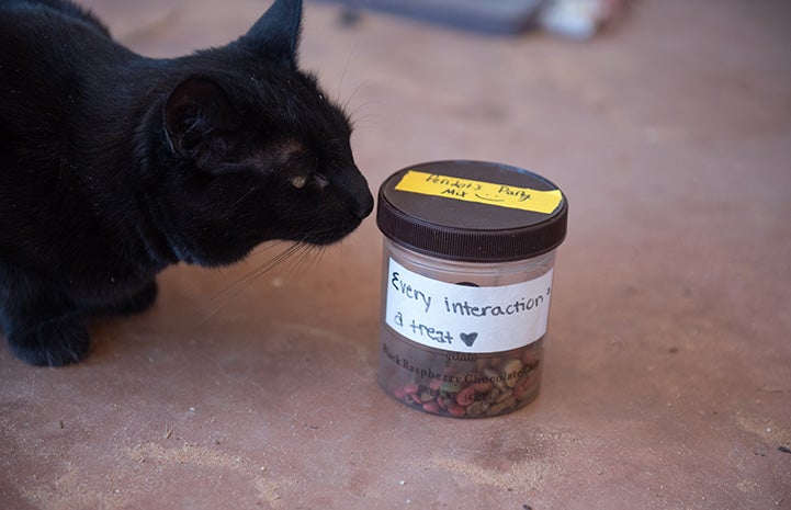 Peridot the cat sniffing a treat container