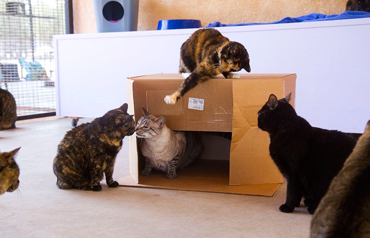 A group of four cats playing in, on and around a cardboard box