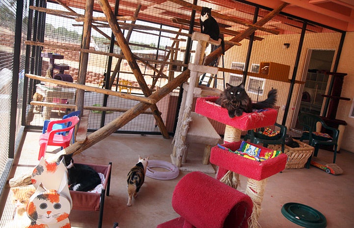 The outside of one of the Calmar rooms with cats in beds and cat trees