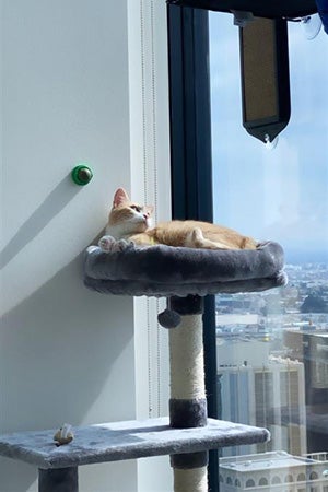 Betsy the cat lying on a cat tree looking out a large window