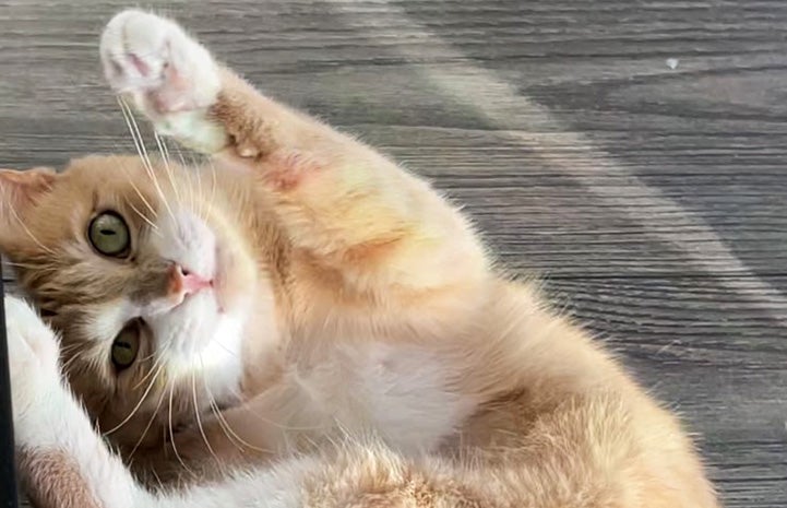 Betsy the cat rolling upside down on her back with her paw in the air