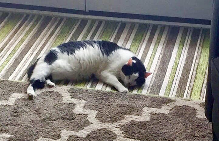 Dizzy the cat sleeping on a rug