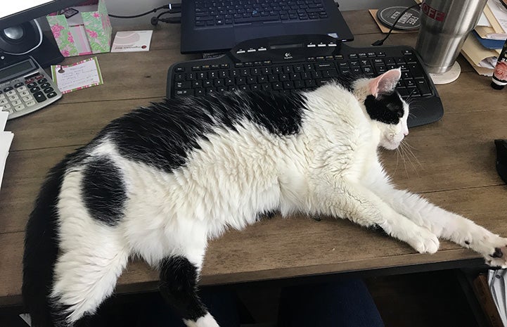 Dizzy the cat sleeping on a desk next to a computer keyboard and laptop