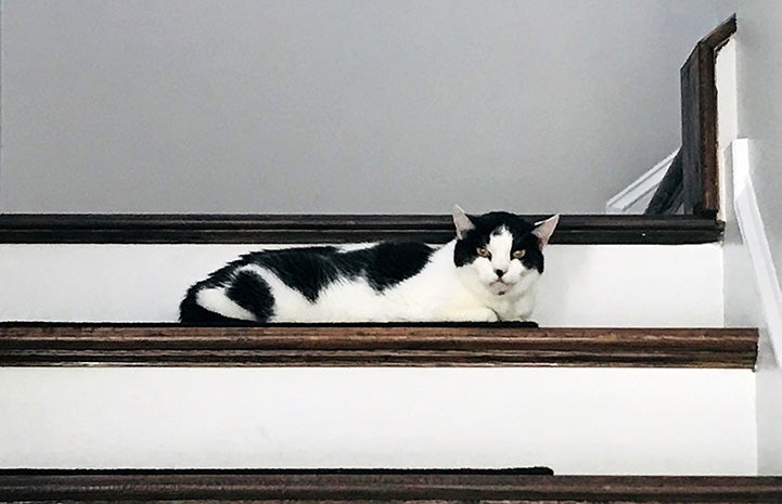 Black and white cat Dizzy lying on some wooden stairs