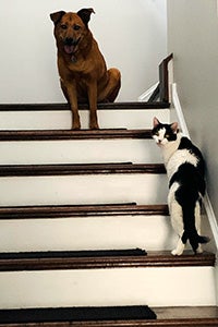 Dizzy the cat on some stairs with her canine pal Schott