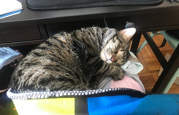 Lord Toranaga the cat sleeping on a blanket near a desk