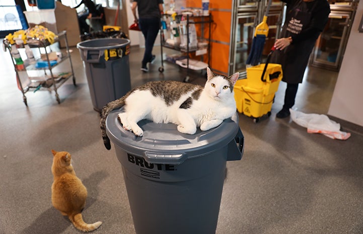 Dwight Schrute, the white and brown tabby cat, sitting on the top of a trash can 