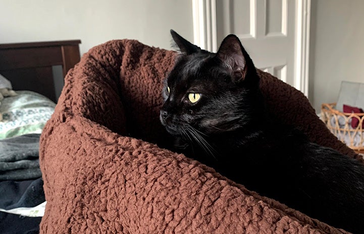 Ebenezer the cat lying in and looking over the side of a cat bed