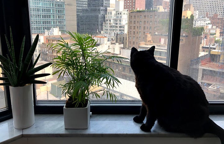 Ebenezer the cat looking out a window at the city