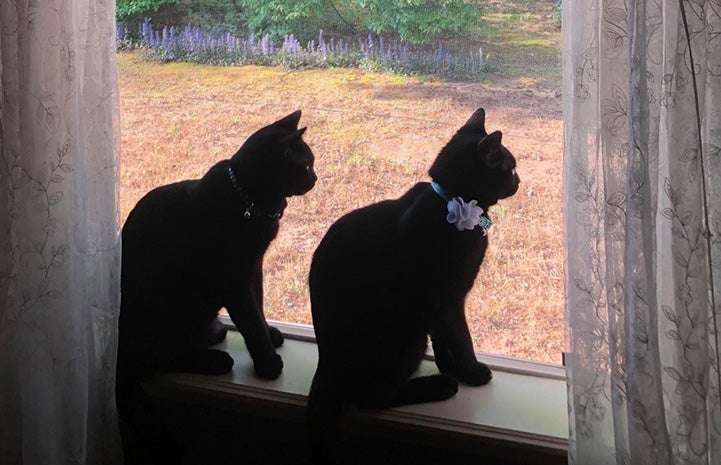 Jordan and Felix the cats sitting next to each other by a window