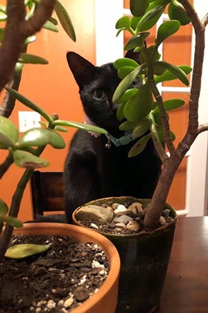 Black cat hiding behind some jade plants