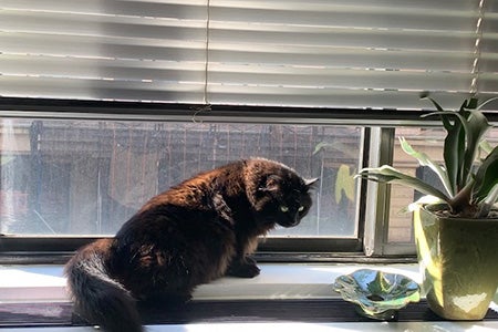 Fern the cat sitting in a window