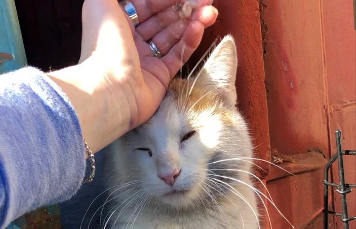 A person's hand petting Chief the cat's head