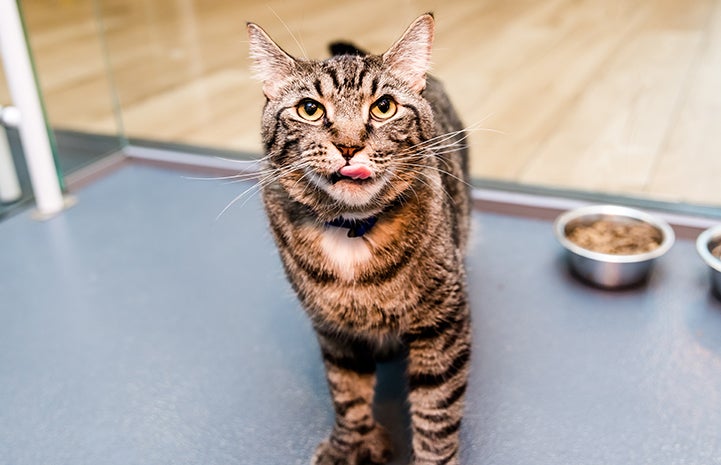 Gus, a brown tabby cat, licking his lips