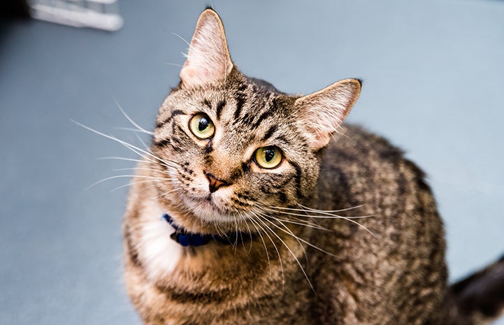 Gus, a brown tabby cat wearing a blue collar, looking at the camera