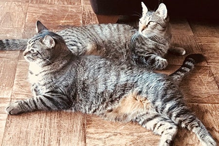 Gus and Archie, two brown tabby cats, lying next to each other