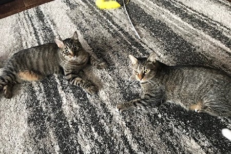 Gus and Archie, two brown tabby cats, lying on a carpet next to each other