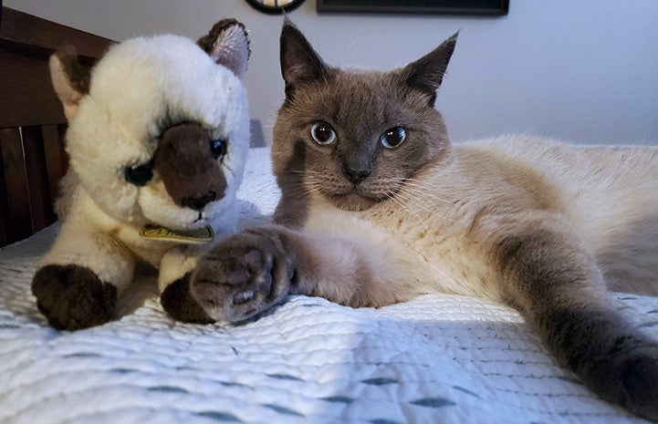 Siamese cat lying next to a stuffed plush Siamese cat toy