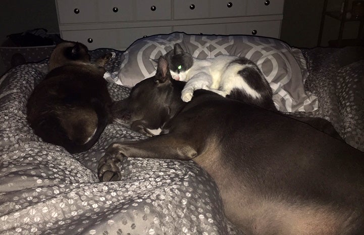 Chet the cat snuggling and sleeping on a bed together with a dog and cat