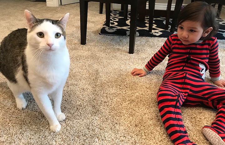 Dwight Schrute, the white and brown tabby cat, with Kanoe, his adopter's young son
