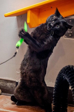 Kent the cat jumping up to play with a wand toy