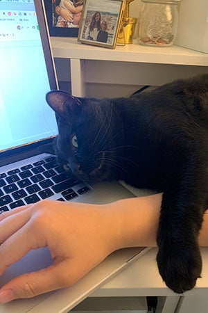 Kent the cat lying on a hand working on a laptop computer