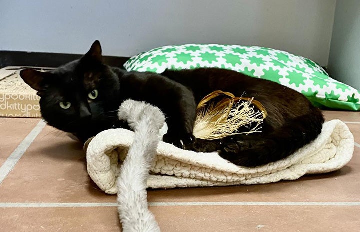 Kent the black cat lying in a bed playing with a toy