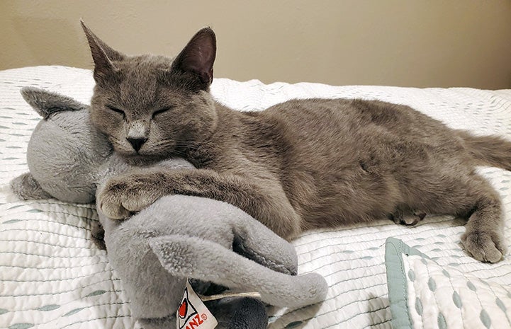 Gray cat lying on her gray stuffed cat toy counterpart