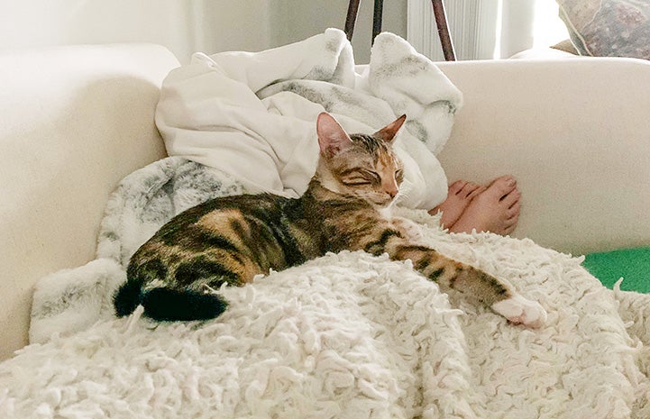 Lemon the calico cat lying on a bed or couch near a person's feet