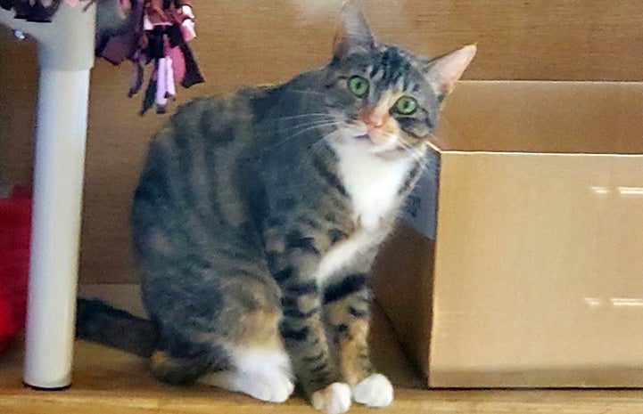 Mila the cat sitting next to a cardboard box