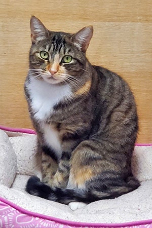 Mila the cat sitting in a cat bed