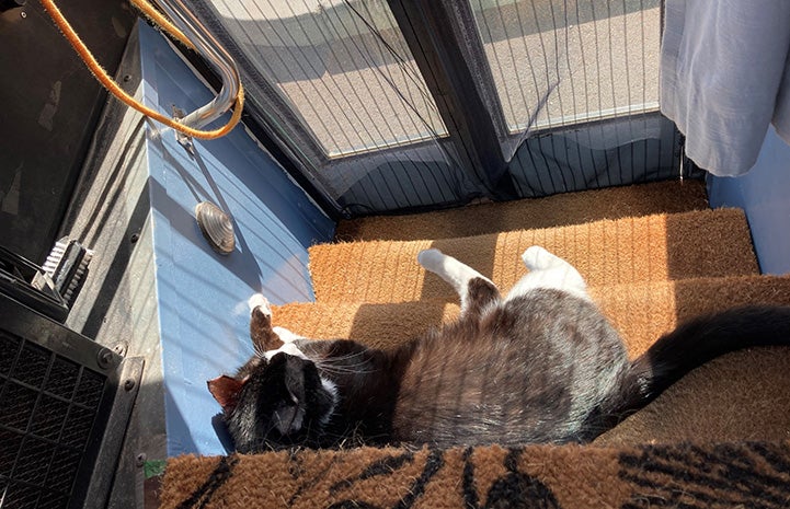 Monroe the cat lying on the bus steps in a sunbeam
