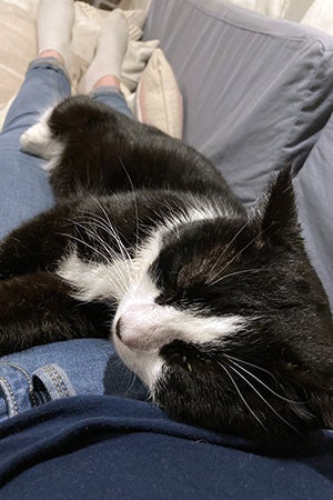 Black and white cat Monroe sleeping