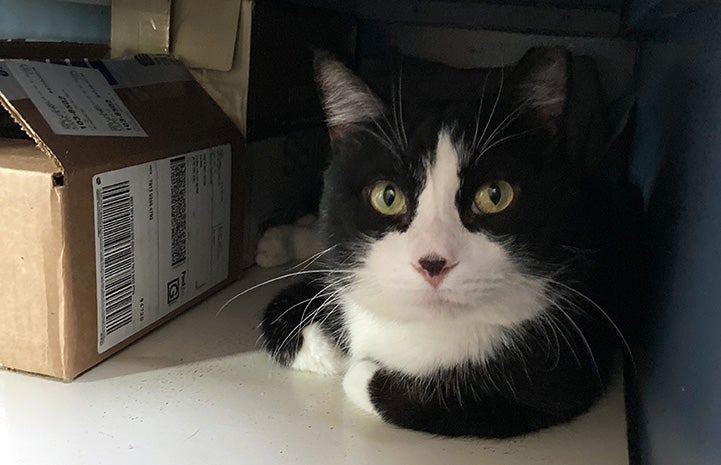 Monroe the cat lying on a shelf next to a box