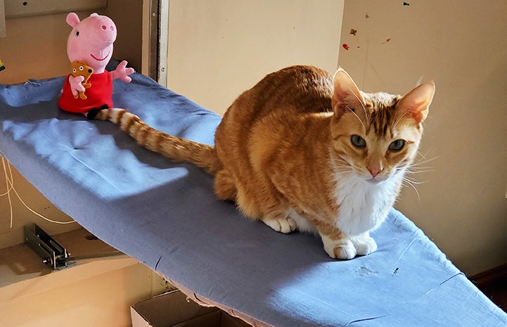 Newton the cat lying on an ironing board